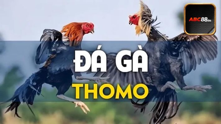 Khái quát về đá gà thomo